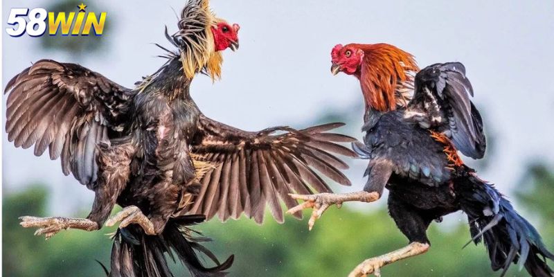 Các phiên bản đá gà mạng tại 58WIN