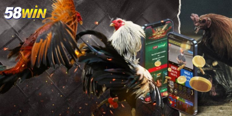 Cách để tham gia chơi đá gà tại 58WIN đá gà
