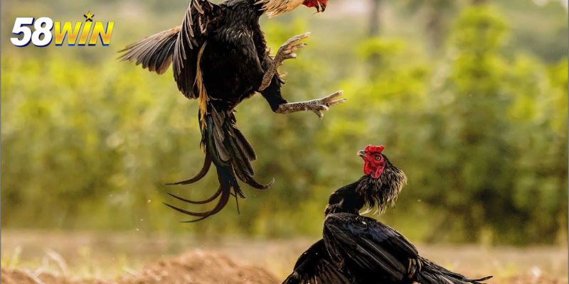 Lợi ích khi tham gia đá gà đòn tại 58WIN