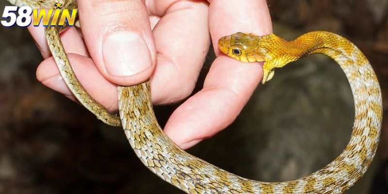 Sơ lược về nằm mơ thấy rắn cắn