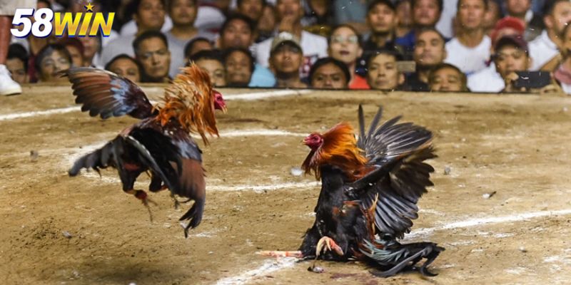 Tổng quan về đá gà mạng